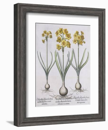 Narcissis Polyanthus-Basilius Besler-Framed Giclee Print