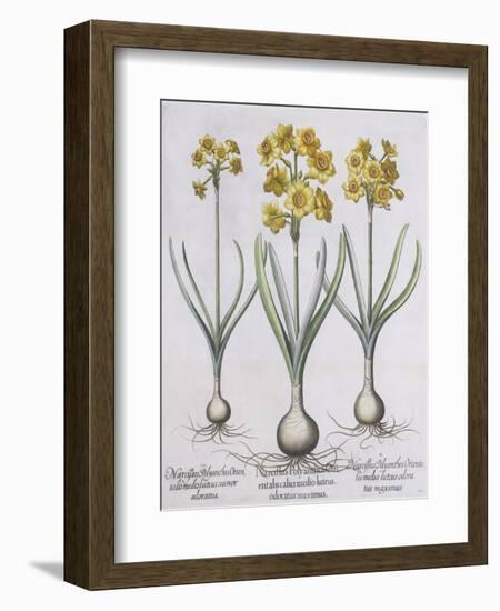 Narcissis Polyanthus-Basilius Besler-Framed Giclee Print