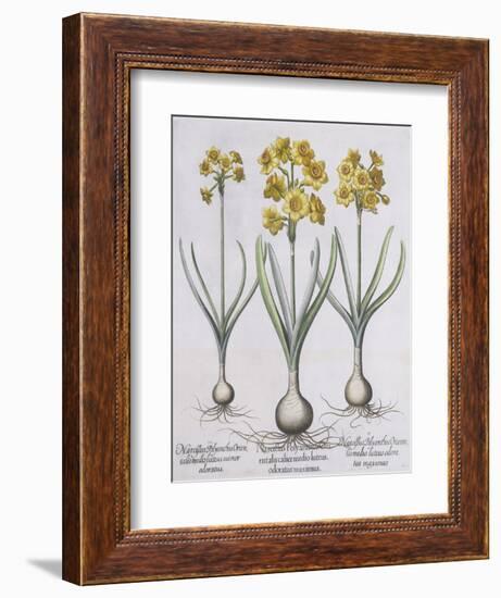 Narcissis Polyanthus-Basilius Besler-Framed Giclee Print