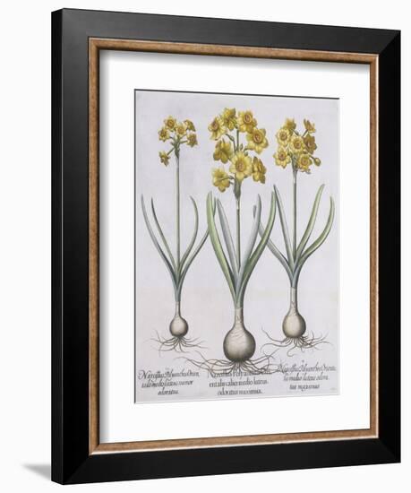 Narcissis Polyanthus-Basilius Besler-Framed Giclee Print