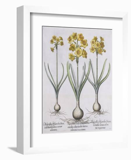 Narcissis Polyanthus-Basilius Besler-Framed Giclee Print