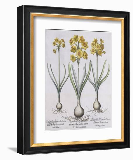 Narcissis Polyanthus-Basilius Besler-Framed Giclee Print