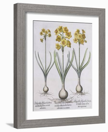 Narcissis Polyanthus-Basilius Besler-Framed Giclee Print