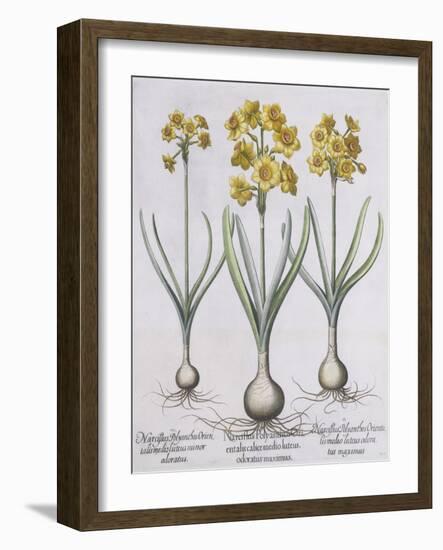 Narcissis Polyanthus-Basilius Besler-Framed Giclee Print