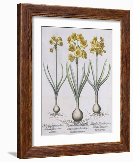 Narcissis Polyanthus-Basilius Besler-Framed Giclee Print