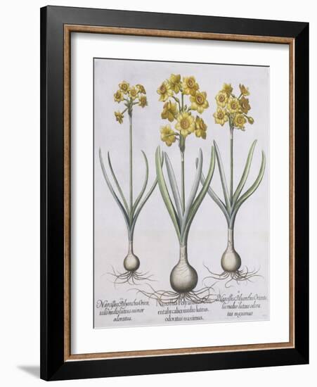 Narcissis Polyanthus-Basilius Besler-Framed Giclee Print