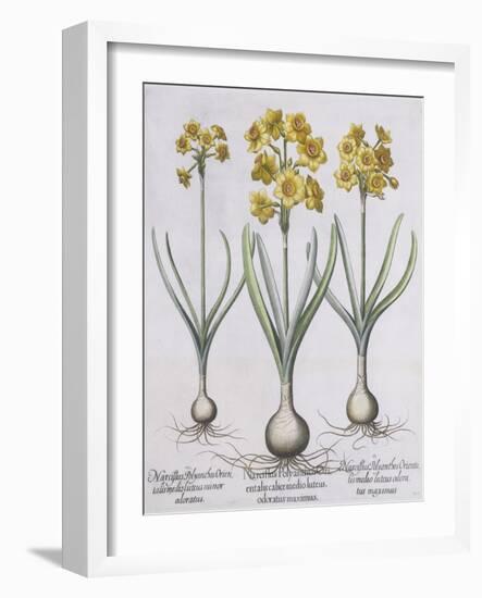 Narcissis Polyanthus-Basilius Besler-Framed Giclee Print