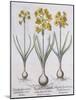 Narcissis Polyanthus-Basilius Besler-Mounted Giclee Print