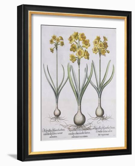 Narcissis Polyanthus-Basilius Besler-Framed Giclee Print