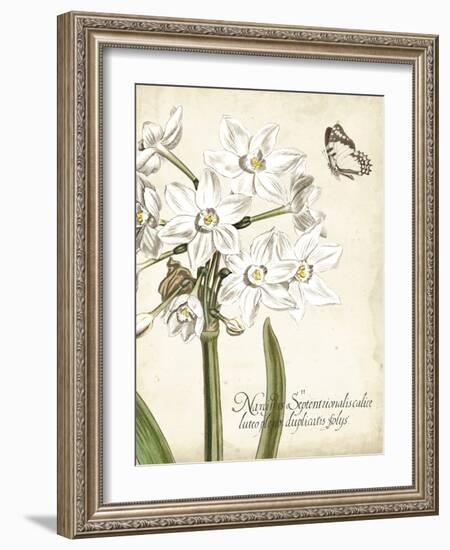 Narcissus Botanique I-Vision Studio-Framed Art Print