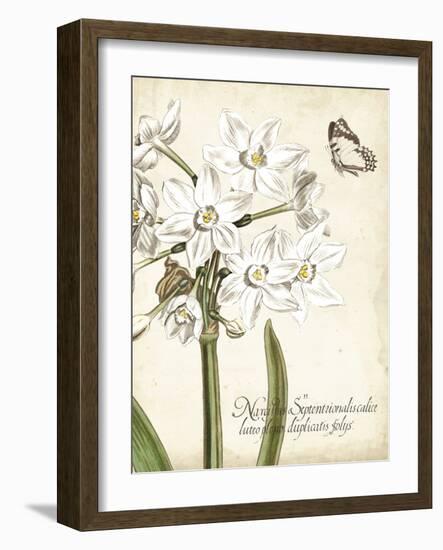 Narcissus Botanique I-Vision Studio-Framed Art Print