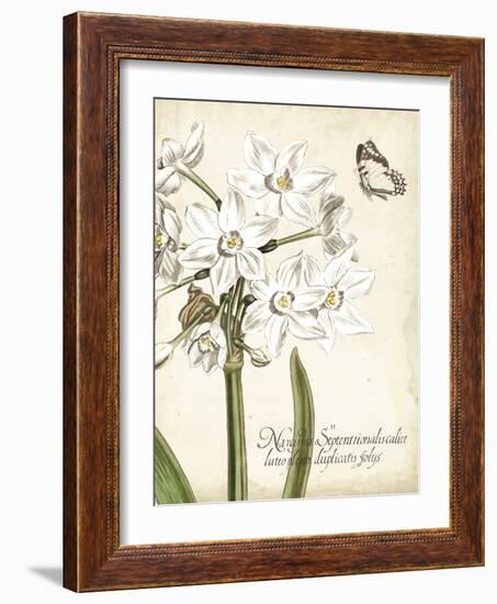 Narcissus Botanique I-Vision Studio-Framed Art Print