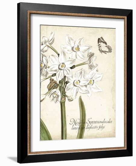 Narcissus Botanique I-Vision Studio-Framed Art Print