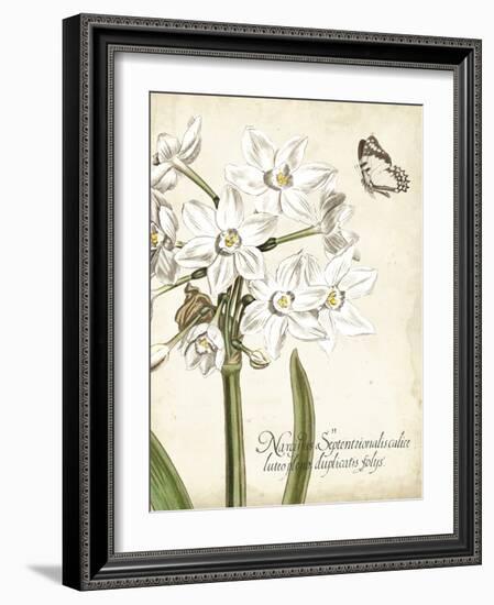 Narcissus Botanique I-Vision Studio-Framed Art Print