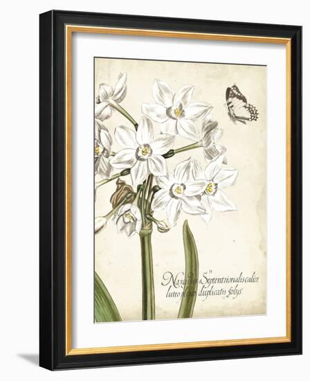 Narcissus Botanique I-Vision Studio-Framed Art Print