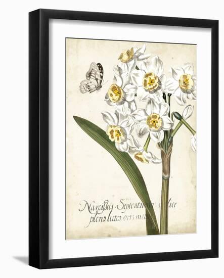 Narcissus Botanique II-Vision Studio-Framed Art Print