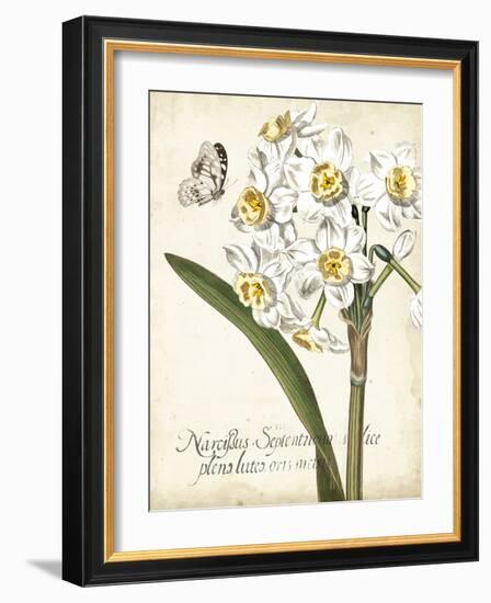 Narcissus Botanique II-Vision Studio-Framed Art Print