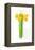 Narcissus Bunch; 2014;-John Keeling-Framed Premier Image Canvas