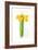 Narcissus Bunch; 2014;-John Keeling-Framed Giclee Print