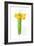 Narcissus Bunch; 2014;-John Keeling-Framed Giclee Print