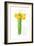 Narcissus Bunch; 2014;-John Keeling-Framed Giclee Print