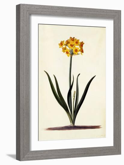 Narcissus, C.1745-Georg Dionysius Ehret-Framed Giclee Print