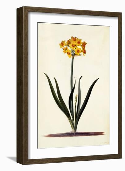 Narcissus, C.1745-Georg Dionysius Ehret-Framed Giclee Print