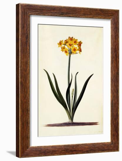 Narcissus, C.1745-Georg Dionysius Ehret-Framed Giclee Print