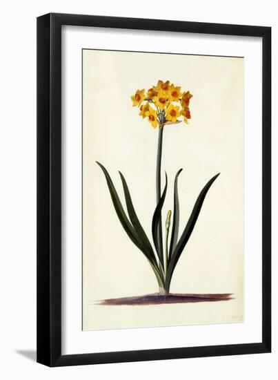 Narcissus, C.1745-Georg Dionysius Ehret-Framed Giclee Print