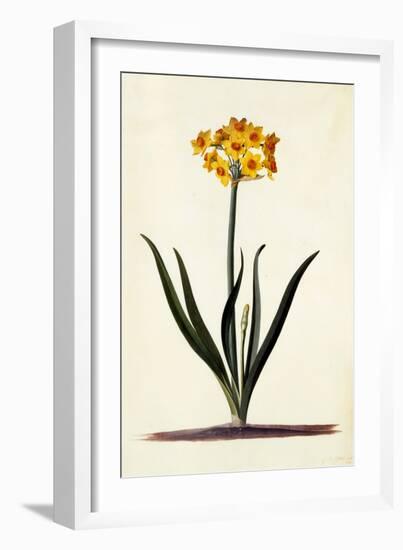 Narcissus, C.1745-Georg Dionysius Ehret-Framed Giclee Print