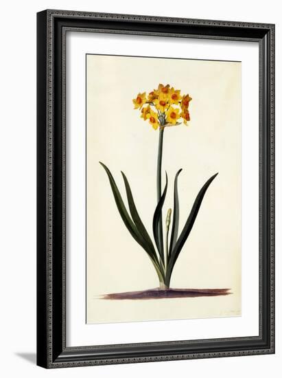 Narcissus, C.1745-Georg Dionysius Ehret-Framed Giclee Print