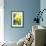 Narcissus, Daffodil, Grape Hyacinth-Sweet Ink-Framed Photographic Print displayed on a wall