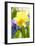 Narcissus, Daffodil, Grape Hyacinth-Sweet Ink-Framed Photographic Print