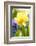 Narcissus, Daffodil, Grape Hyacinth-Sweet Ink-Framed Photographic Print