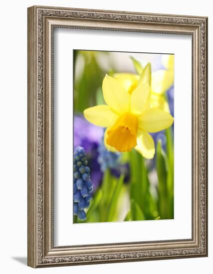 Narcissus, Daffodil, Grape Hyacinth-Sweet Ink-Framed Photographic Print