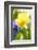 Narcissus, Daffodil, Grape Hyacinth-Sweet Ink-Framed Photographic Print