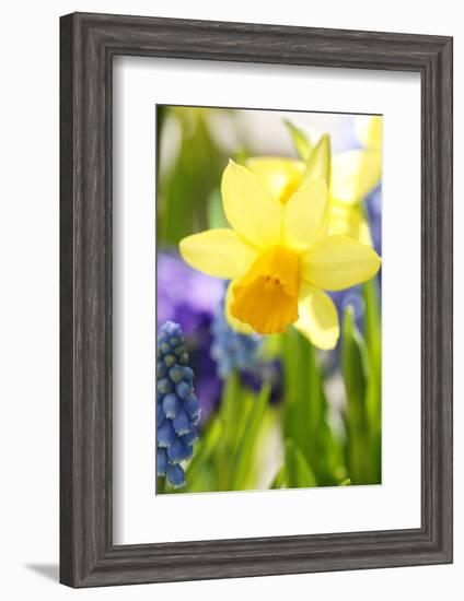 Narcissus, Daffodil, Grape Hyacinth-Sweet Ink-Framed Photographic Print