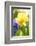 Narcissus, Daffodil, Grape Hyacinth-Sweet Ink-Framed Photographic Print