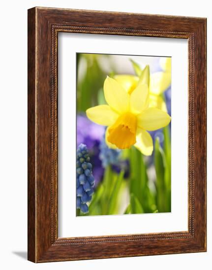 Narcissus, Daffodil, Grape Hyacinth-Sweet Ink-Framed Photographic Print