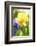 Narcissus, Daffodil, Grape Hyacinth-Sweet Ink-Framed Photographic Print