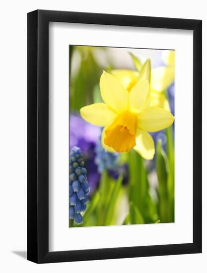 Narcissus, Daffodil, Grape Hyacinth-Sweet Ink-Framed Photographic Print