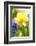 Narcissus, Daffodil, Grape Hyacinth-Sweet Ink-Framed Photographic Print