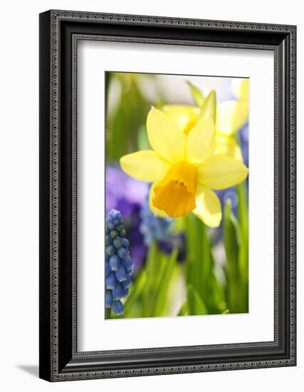 Narcissus, Daffodil, Grape Hyacinth-Sweet Ink-Framed Photographic Print