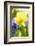 Narcissus, Daffodil, Grape Hyacinth-Sweet Ink-Framed Photographic Print