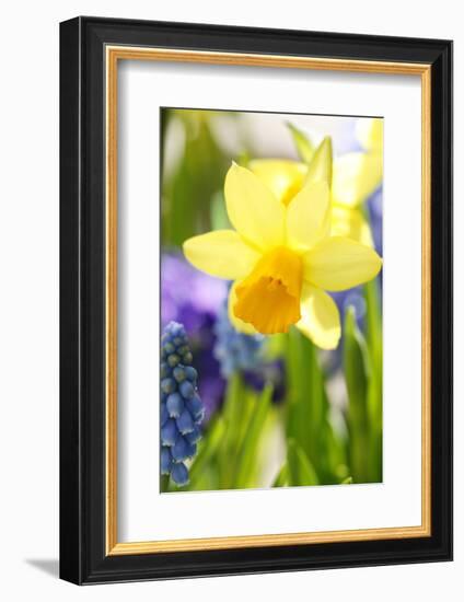 Narcissus, Daffodil, Grape Hyacinth-Sweet Ink-Framed Photographic Print