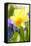 Narcissus, Daffodil, Grape Hyacinth-Sweet Ink-Framed Premier Image Canvas