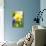 Narcissus, Daffodil, Grape Hyacinth-Sweet Ink-Photographic Print displayed on a wall