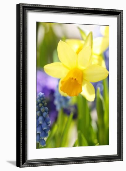 Narcissus, Daffodil, Grape Hyacinth-Sweet Ink-Framed Photographic Print