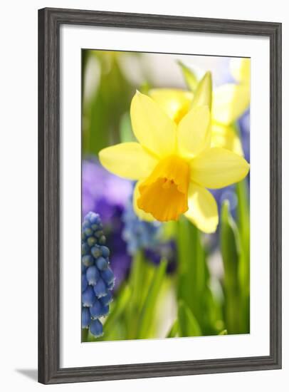 Narcissus, Daffodil, Grape Hyacinth-Sweet Ink-Framed Photographic Print