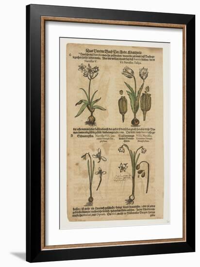 Narcissus, from Commentarii in Sex Libros Pedacii Dioscoridis, 1544-85 (Hand-Coloured Woodcut)-Pietro Andrea Mattioli-Framed Giclee Print